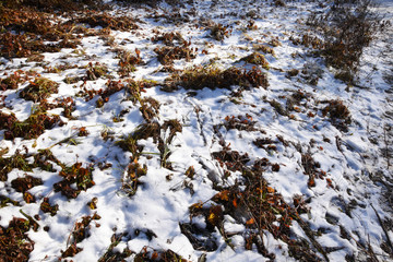 A lawn with dry herbs and leaves. The first snow fell and covered the dry grass. Spring is...