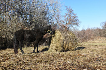 A beautiful stallion, a horse is tied and eats hay from a sheaf in the yard. Fresh hay eats a horse outdoors.