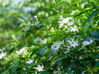 Fototapeta na wymiar Pinwheel Jasmine, Crepe jasmine, Crape jasmine, white little flowers with green leaves.Scientific name: Tabernaemontana divaricata