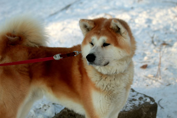 siberian husky dog in snow