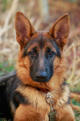 German Shepherd Dog