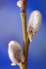 Spring season. Verba buds  fluffy close-up on a bright blue background. Spring nature background. Willow twigs. Easter time