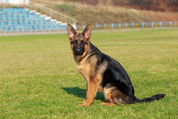 German Shepherd Dog