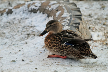 mallard duck
