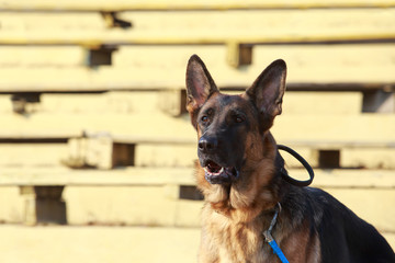 German Shepherd Dog