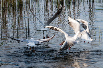 Black-headed gulls competing for some food