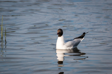 A black-headed gull in its juvenile form on the water