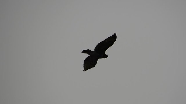 Peregrine Falcon Flying In Sky 004