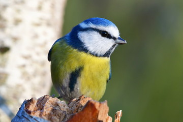 cute blue tit bird near feder,nature in Czech republic