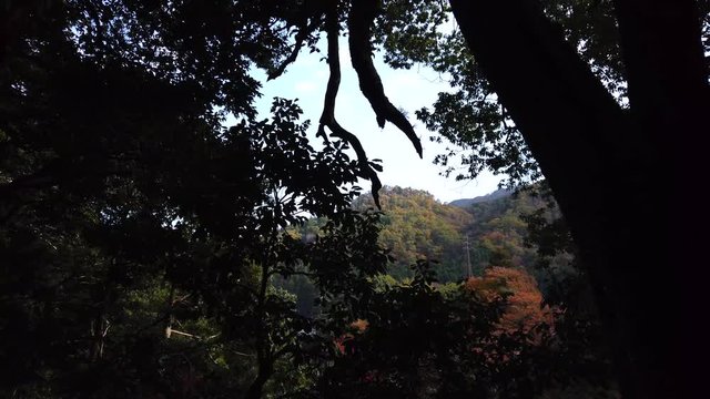 Fall colors on Japanese Mountainside, pan through dark trees at Eigenji Temple