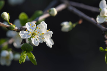 Plum tree flowers on a bright sunny spring day close-up. Natural background