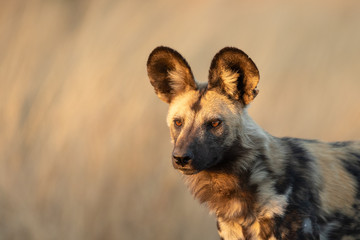 African or Cape Hunting Dog, South Africa