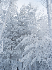 Rime covered all the trees in the forest. A frosty day in Siberia. The trees are completely frozen
