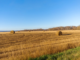 Fototapeta premium Rolled straw in the fields. Rural landscape. Sunny autumn day. Harvested