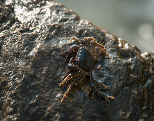 Crab on the stone. Sea coast