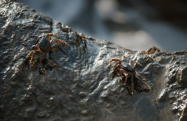 Crab on the stone. Sea coast
