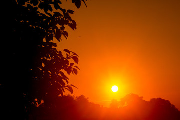 Aerial views of mist sunrises time with the golden glow from the sun shines the sky. Dark biggest tree leaves is an older Jackfruit tree.