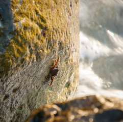 Crab on the stone. Sea coast