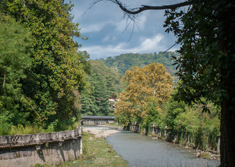 Nature of the South of Russia - in Sochi. Palm trees, flowers and more