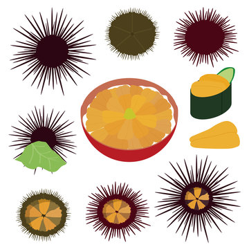 ムラサキウニ Images Browse 235 Stock Photos Vectors And Video Adobe Stock