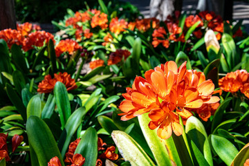 a garden of blossoming red and orange flowers in a garden in Marbella, Spain