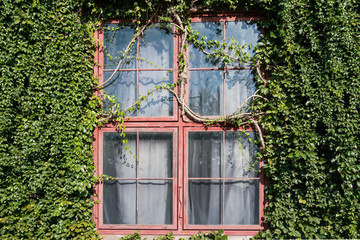 Fototapeta na wymiar Window with ivy plants on wall