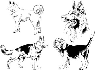 vector drawings sketches pedigree dogs in the racks drawn in ink by hand , objects with no background	