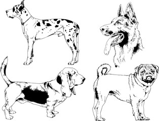 vector drawings sketches pedigree dogs in the racks drawn in ink by hand , objects with no background	