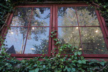 Window with ivy plants on wall
