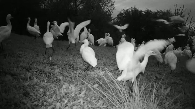 Big Group of White Water Birds (Western Cattle Egret - Bubulcus Ibis) Land in the Night in a Green Grass Meadow. Water Animals and Nature FullHD Video.