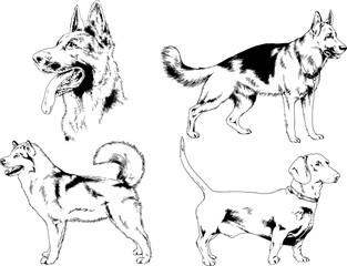 vector drawings sketches pedigree dogs in the racks drawn in ink by hand , objects with no background	