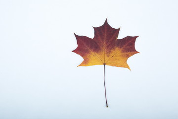 maple leaf on a white background