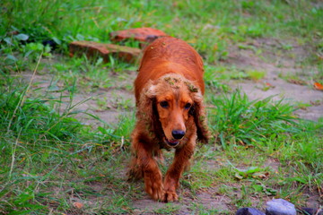 dog on the grass