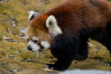 レッサーパンダ