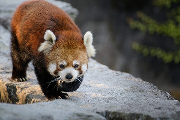 レッサーパンダ