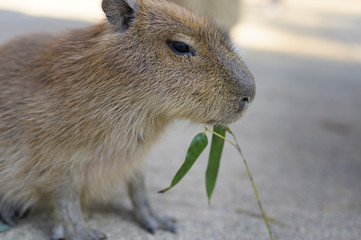 カピバラ