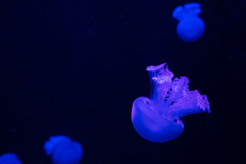 Obraz na płótnie Canvas Small jellyfishes illuminated with blue light swimming in aquarium. Abstract background. Free space for text