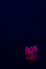 Jellyfish with neon glow light effect in aquarium. Galaxy space background
