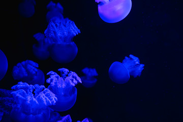 Small jellyfishes illuminated with blue light swimming in aquarium. Abstract background. Free space...