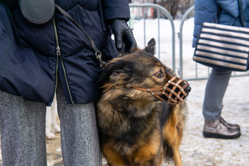 scared muzzled dog presses to the owner’s leg outdoor