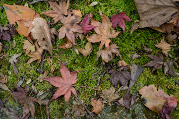 カラフル　落ち葉　紅葉