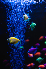Beautiful group of sea fishes. Underwater colorful life. Bright yellow aquarium fish ternary closeup. selective focus