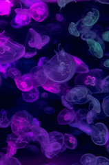 Obraz premium Moon jellyfish Aurelia aurita illuminated with neon light. Abstract background