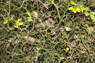 トゲだらけのカラタチ