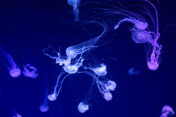 Background of a glowing color jellyfish slowly floating in the dark blue aquarium water.