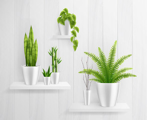 House Plants In Pot On Shelves Realistic Composition