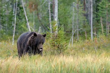 Obraz na płótnie Canvas Beautiful and majestic European Brown Bear (Ursus arctos arctos) hunting in the forest of Kuhmo, Finland. Wild brown bear.