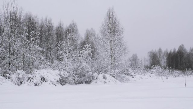 Winter forest with snow-covered trees.