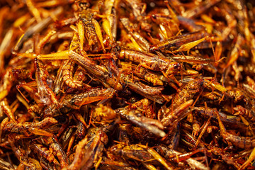 exotic asian food, fried grasshoppers