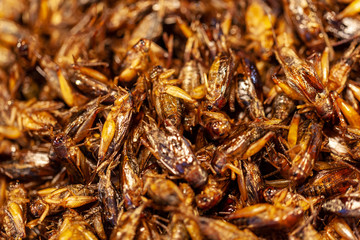 exotic asian food, fried grasshoppers